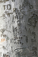 Image showing tree carvings 