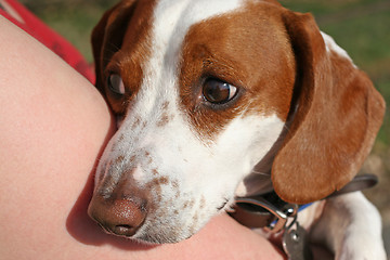 Image showing uneasy dachshund