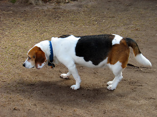 Image showing Naughty Beagle