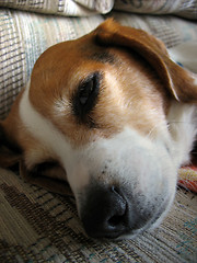 Image showing Sleepy Beagle