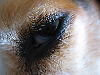 Image showing Sleepy Beagle Eye Macro