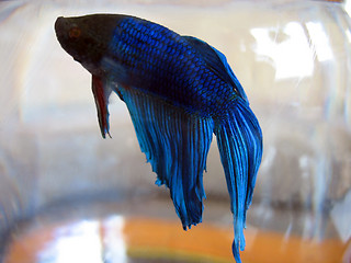 Image showing Beta Fish Macro