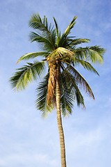 Image showing Coconut Tree