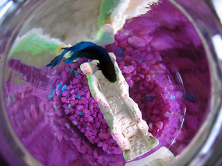 Image showing Betta Fish Bowl