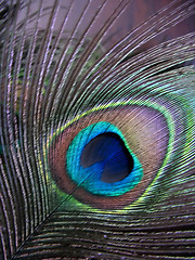 Image showing peacock feather
