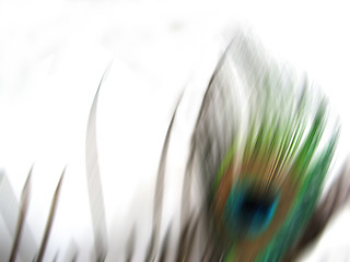 Image showing Isolated Peacock Blur