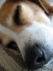 Image showing Sleepy Beagle Nose