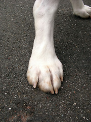 Image showing Doggie Paw