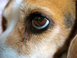 Image showing Cute Beagle - Macro