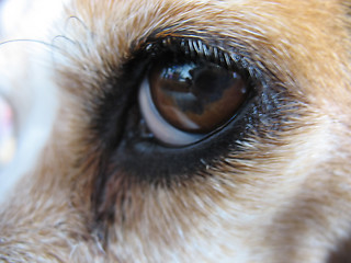 Image showing Beagle's Eye - Macro