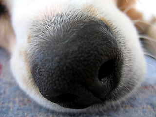 Image showing Beagle Nose Macro