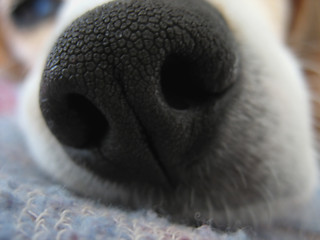 Image showing Beagle Nose