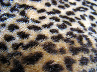 Image showing Leopard Print