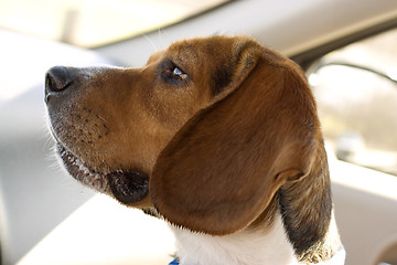 Image showing Beagle Portrait