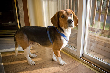 Image showing Beagle Pup