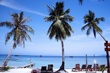 Image showing Coconut Trees