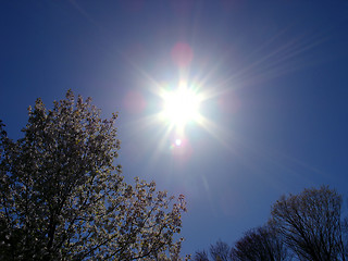 Image showing Spring Radiance