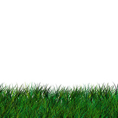 Image showing Short Isolated Grass