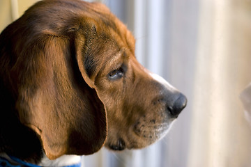 Image showing beagle at the window