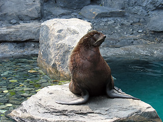 Image showing hairy sea lion