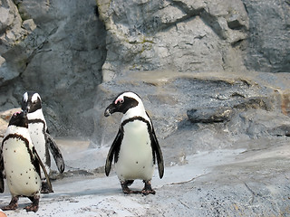 Image showing 3 cute penguins