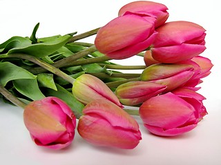 Image showing tulips