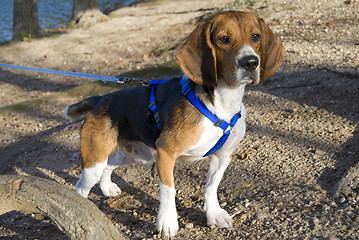 Image showing alert beagle