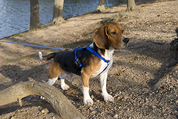 Image showing alert beagle