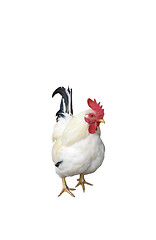 Image showing Chicken with Clipping Path