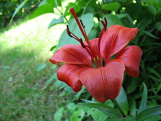 Image showing red lily 