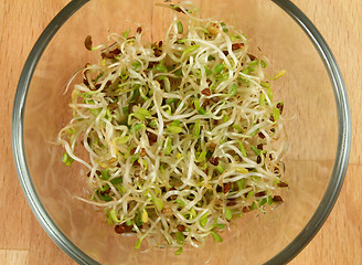 Image showing Eating sprouts