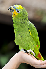 Image showing Yellow-shouldered Amazon parrot