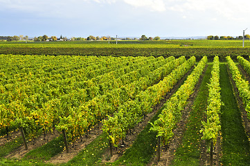 Image showing Vineyard