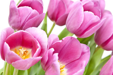 Image showing Pink tulips