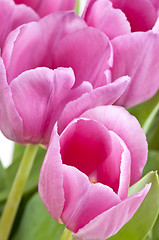 Image showing Pink tulips