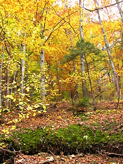 Image showing colors of fall