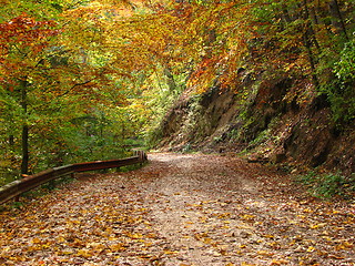 Image showing colors of fall