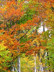 Image showing colors of fall