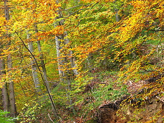 Image showing colors of fall