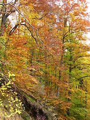 Image showing colors of fall