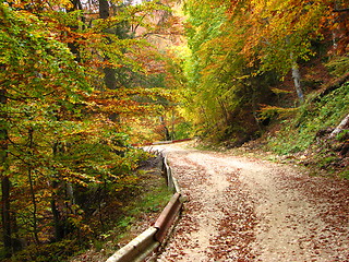 Image showing colors of fall