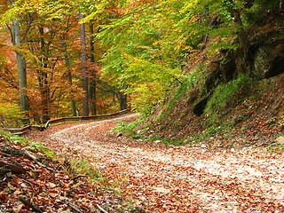 Image showing colors of fall