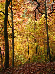 Image showing colors of fall