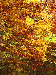 Image showing colors of fall