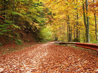 Image showing colors of fall