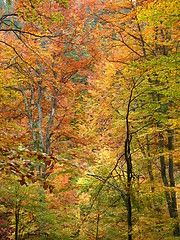 Image showing colors of fall