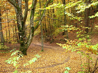 Image showing colors of fall