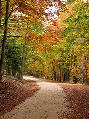 Image showing colors of fall