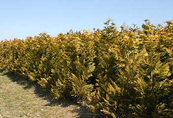 Image showing Thuja rows