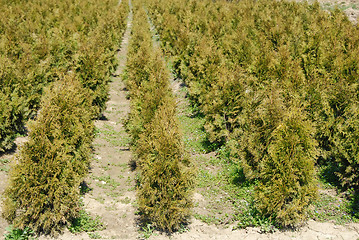 Image showing Thuja rows